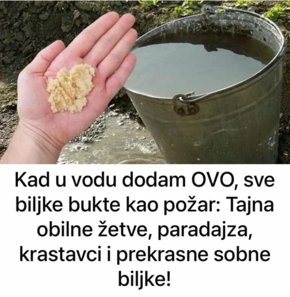 Kad uvodu dodam OVO, sve biljke bukte kao požar: Tajna obilne žetve, paradajza, krastavci i prekrasne sobne biljke!