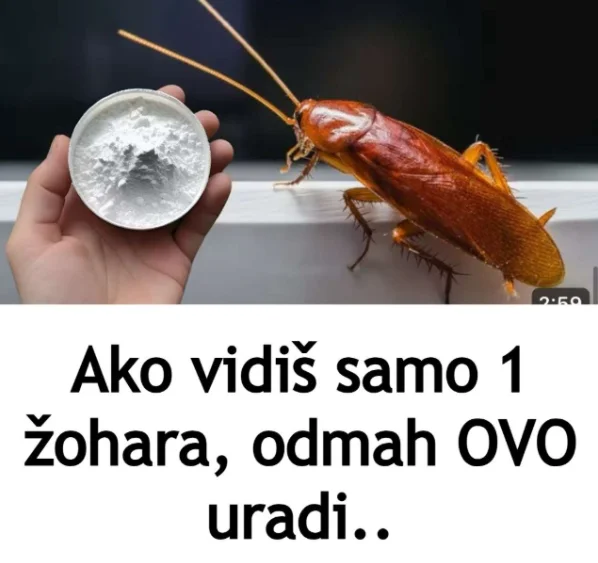 Ako vidiš samo 1 žohara, odmah OVO uradi..