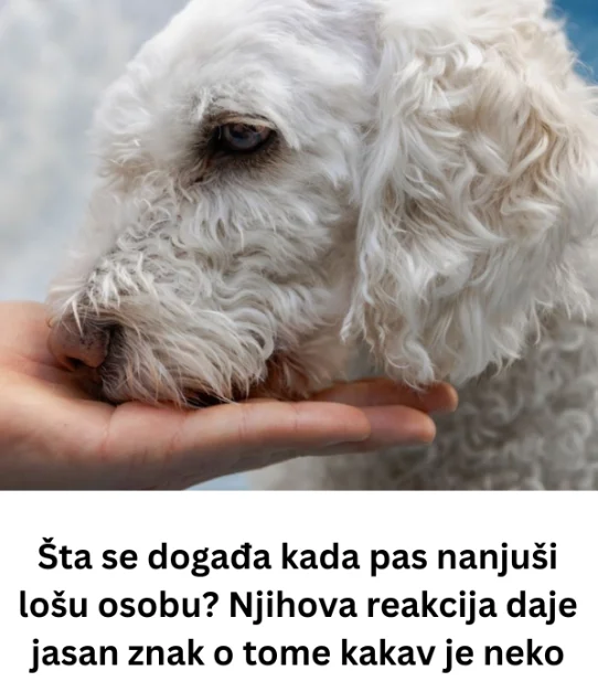 Šta se događa kada pas nanjuši lošu osobu? Njihova reakcija daje jasan znak o tome kakav je neko