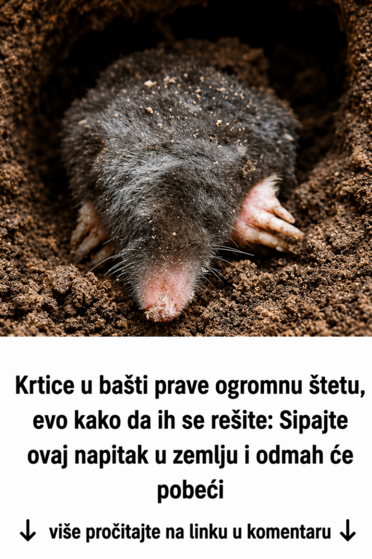 Krtice u bašti prave ogromnu štetu, evo kako da ih se rešite: Sipajte ovaj napitak u zemlju i odmah će pobeći