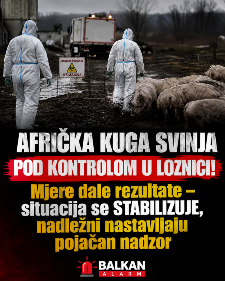 AFRIČKA KUGA SVINJA POD KONTROLOM U LOZNICI! Mjere dale rezultate – situacija se STABILIZUJE, nadležni nastavljaju pojačan nadzor