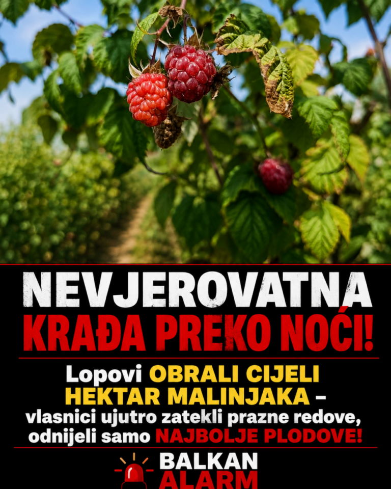 NEVJEROVATNA KRAĐA PREKO NOĆI! Lopovi OBRALI CIJELI HEKTAR MALINJAKA – vlasnici ujutro zatekli prazne redove, odnijeli samo NAJBOLJE PLODOVE!