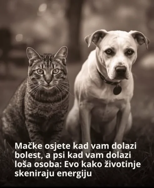 Mačke osjete kad vam dolazi bolest, a psi kad vam dolazi loša osoba: Evo kako životinje skeniraju energiju