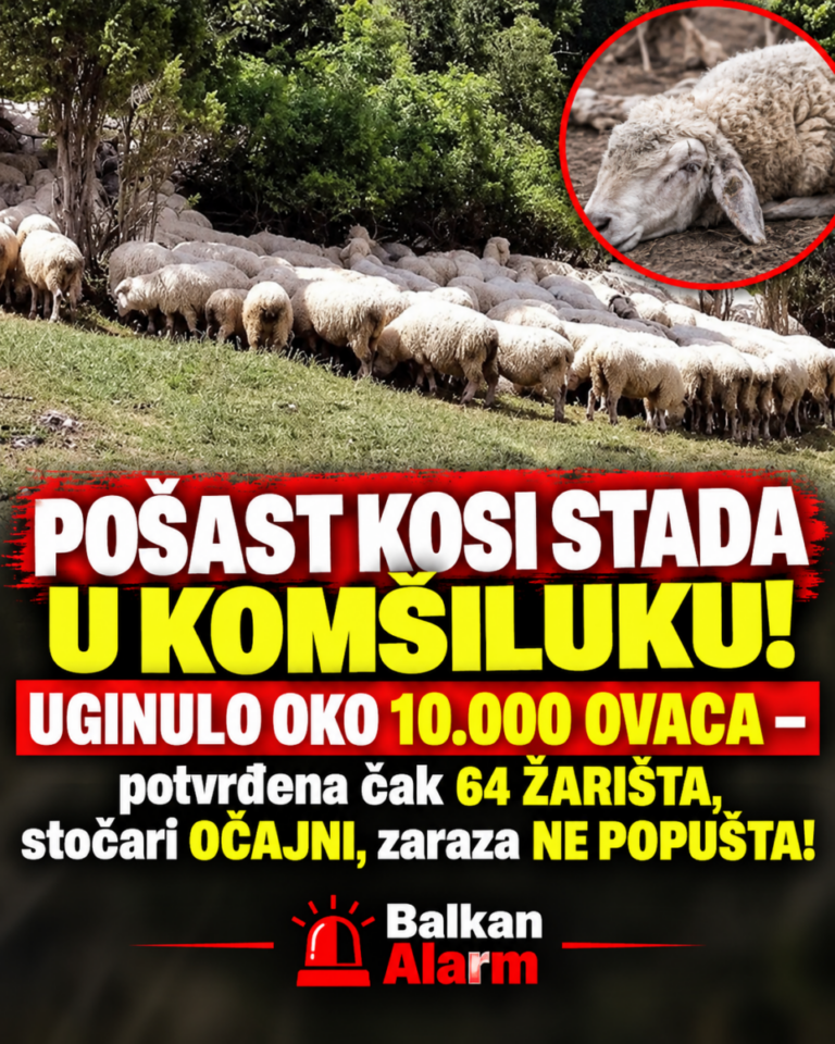 POŠAST KOSI STADA U KOMŠILUKU! UGINULO OKO 10.000 OVACA – potvrđena čak 64 ŽARIŠTA, stočari OČAJNI, zaraza NE POPUŠTA!