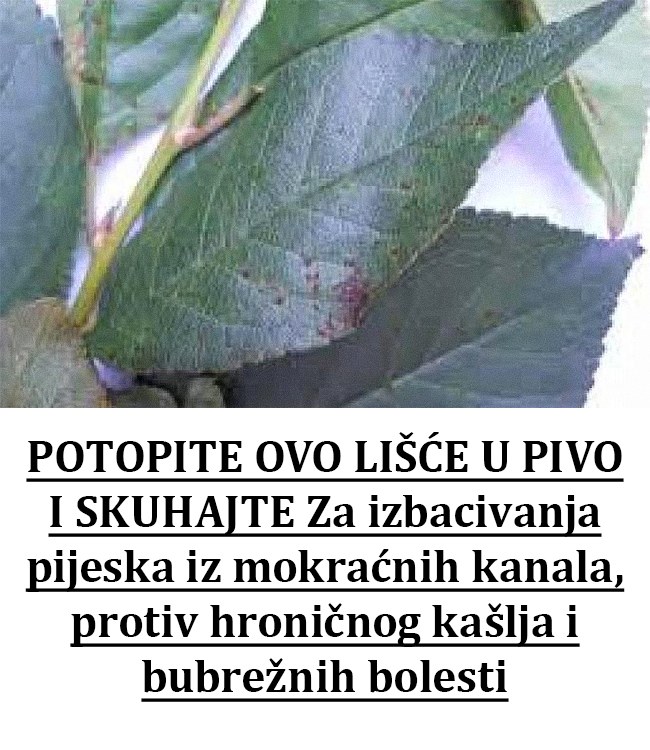 POTOPITE OVO LIŠĆE U PIVO I SKUHAJTE: Za izbacivanja pijeska iz mokraćnih kanala, protiv hroničnog kašlja i bubrežnih bolesti