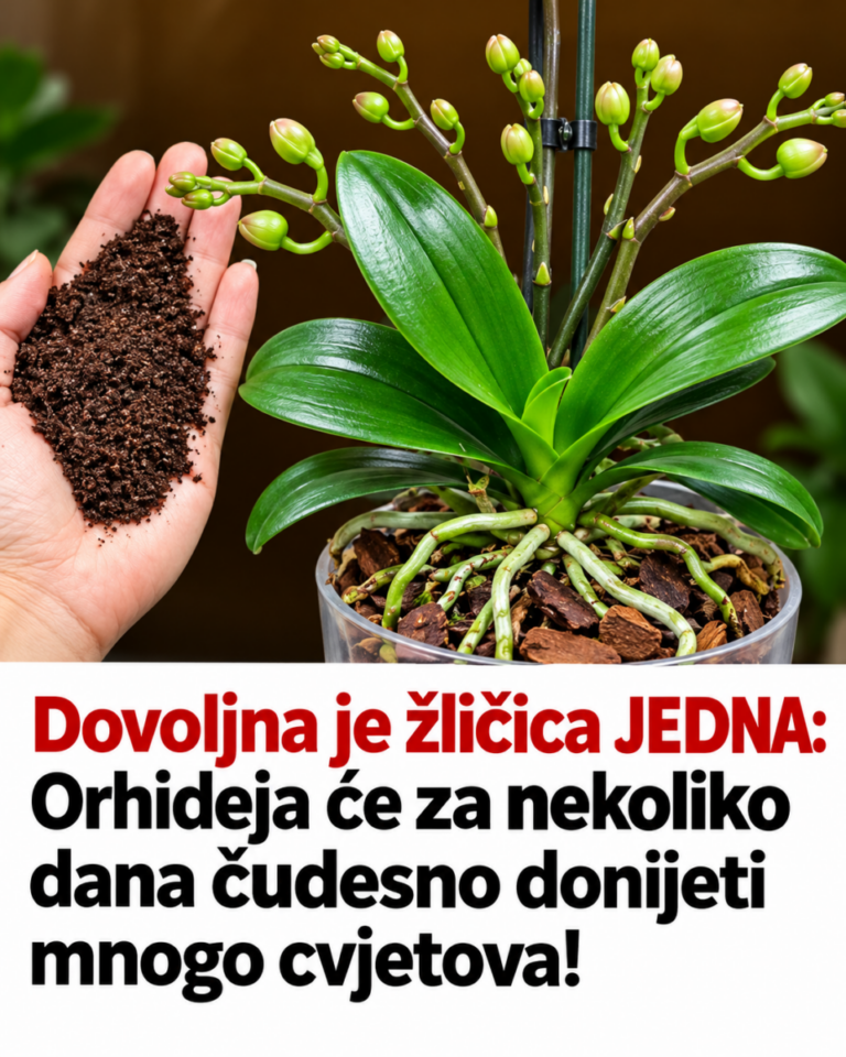 Dovoljna je žličica JEDNA: Orhideja će za nekoliko dana čudesno donijeti mnogo cvjetova!