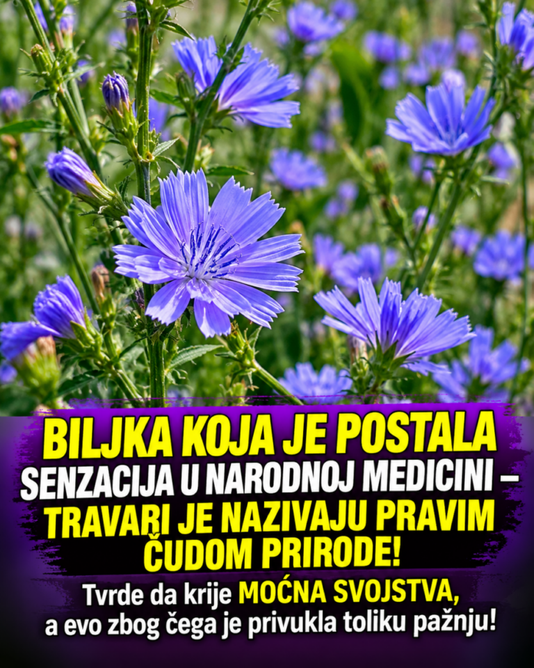 BILJKA KOJA JE POSTALA SENZACIJA U NARODNOJ MEDICINI – TRAVARI JE NAZIVAJU PRAVIM ČUDOM PRIRODE! Tvrde da krije MOĆNA SVOJSTVA, a evo zbog čega je privukla toliku pažnju!